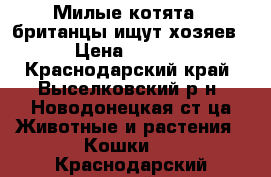 Милые котята - британцы ищут хозяев! › Цена ­ 1 500 - Краснодарский край, Выселковский р-н, Новодонецкая ст-ца Животные и растения » Кошки   . Краснодарский край